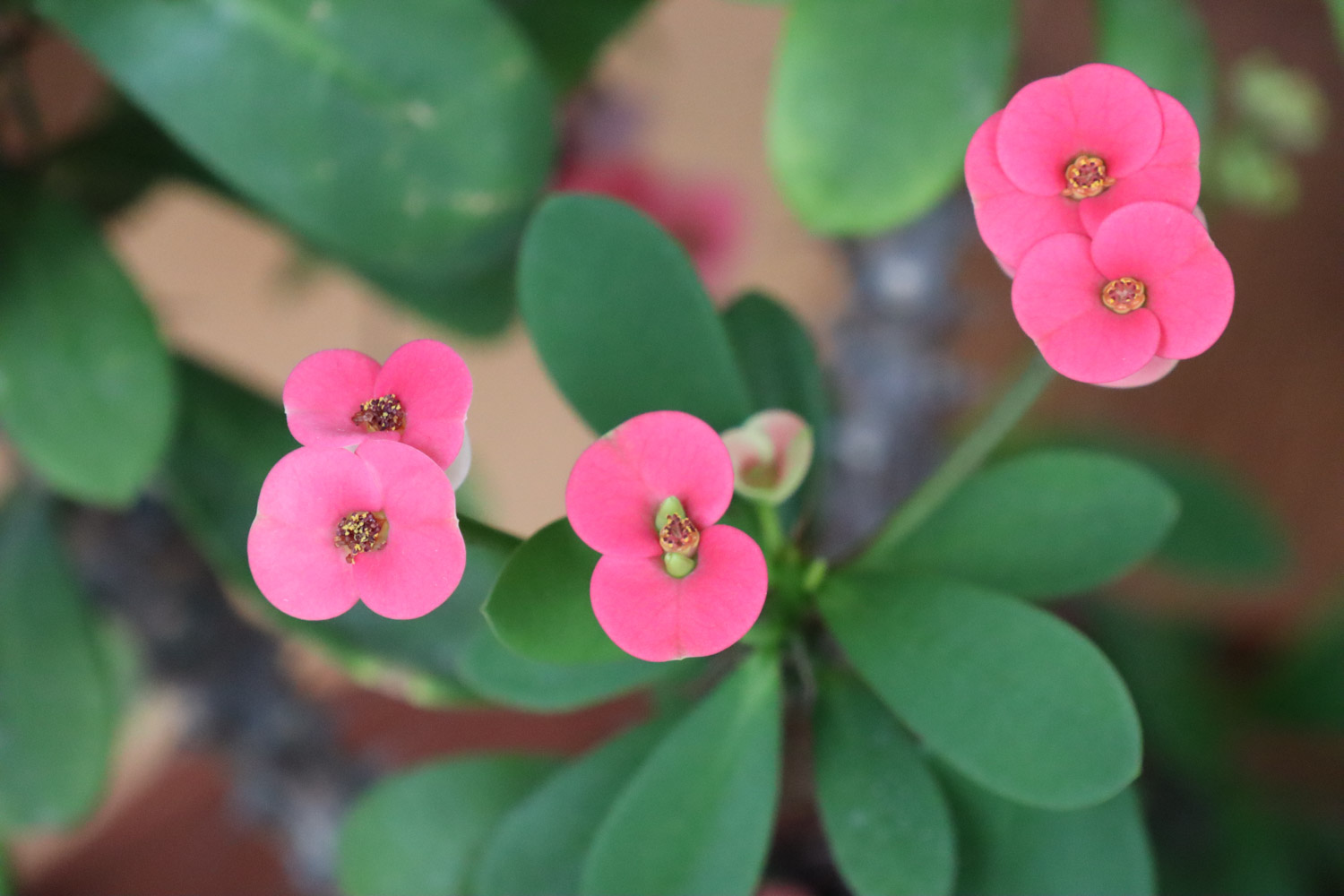 crown-of-thorns euphorbia