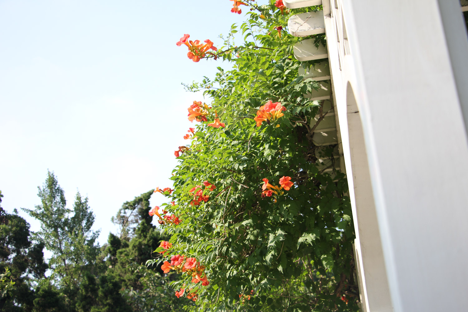 Chinese trumpet creeper