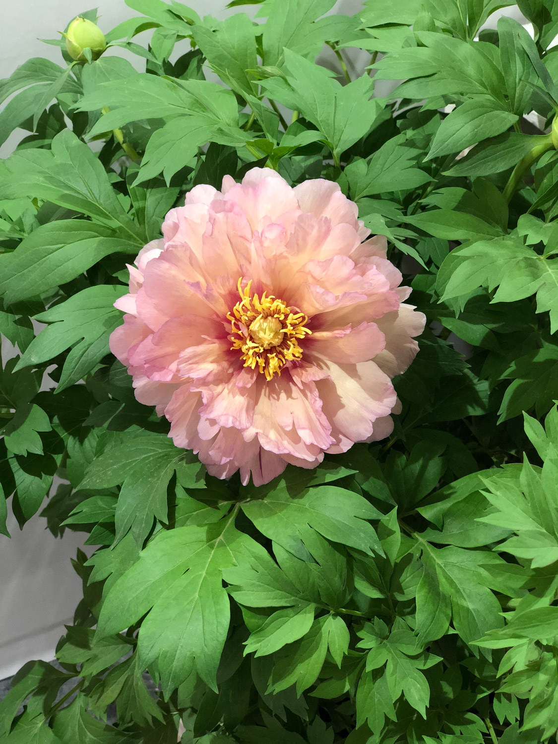 subshrubby peony flower