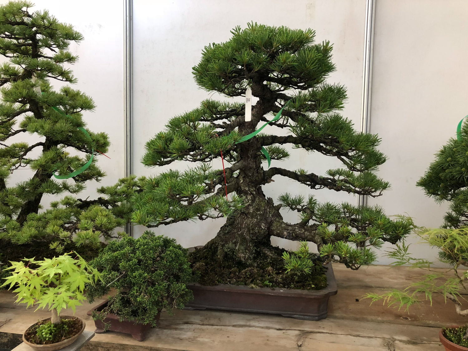 bonsai