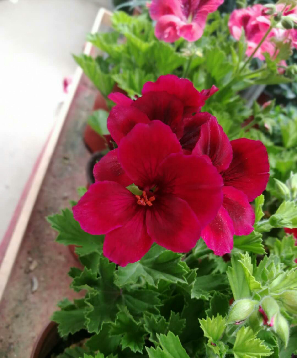 Geranium