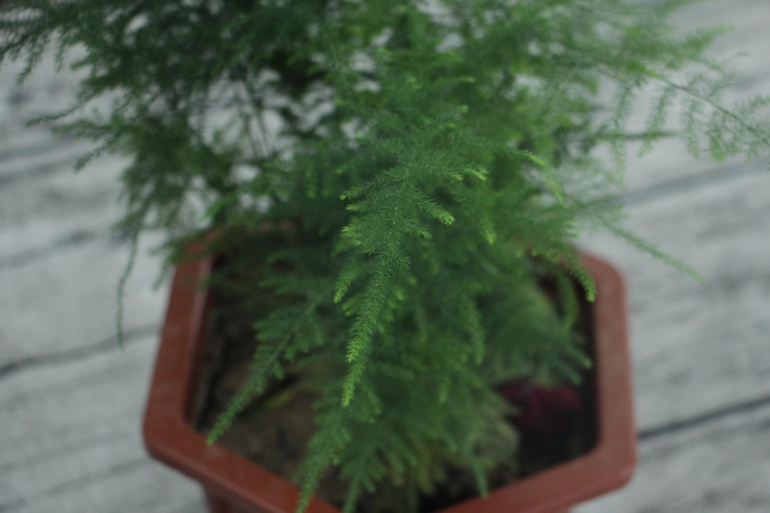 asparagus fern