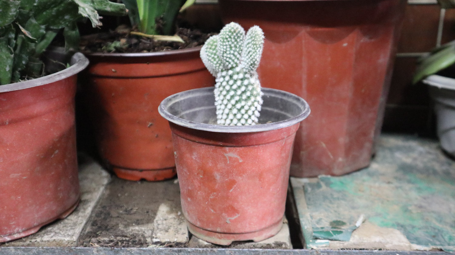 cactus