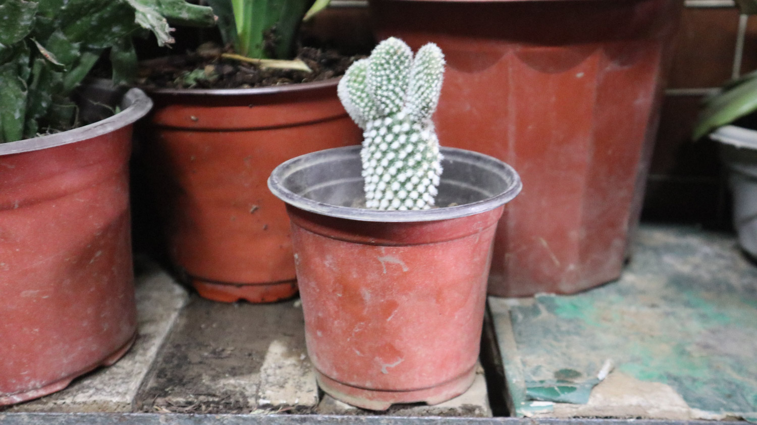 cactus