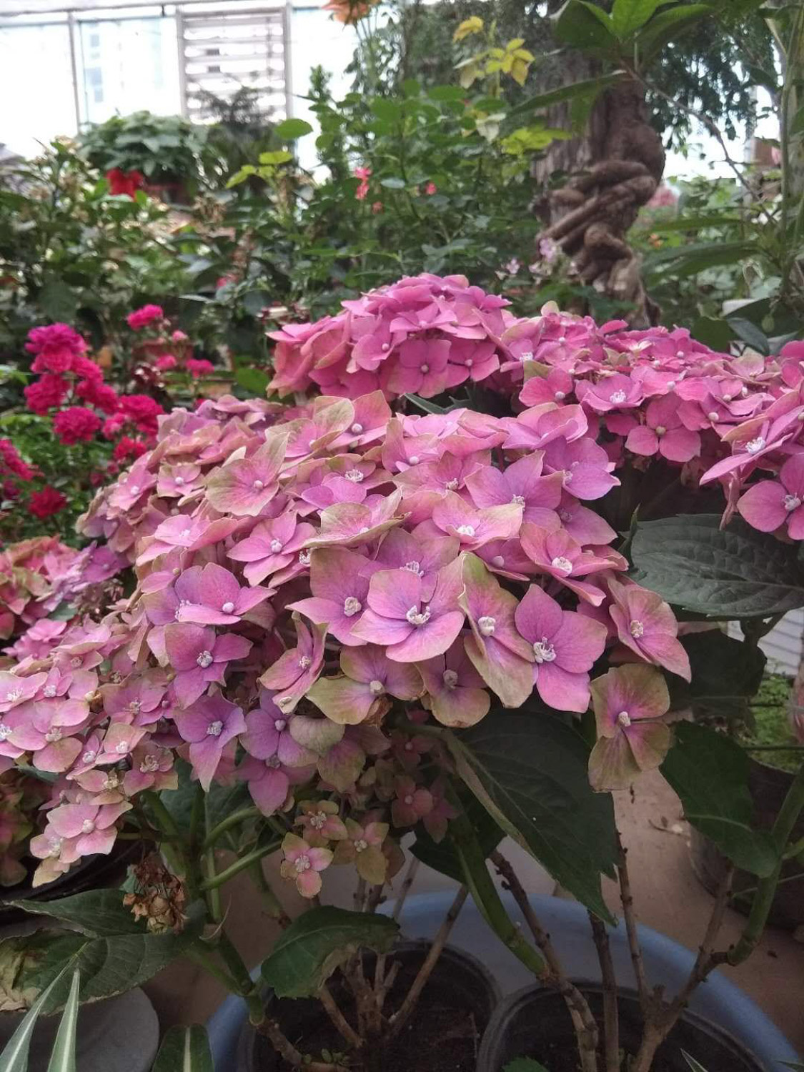 hydrangea