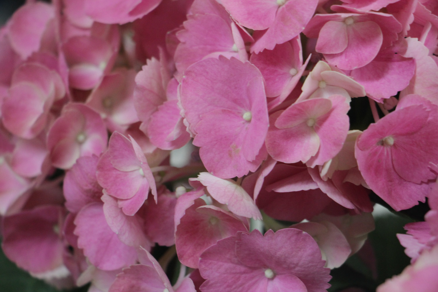 hydrangea