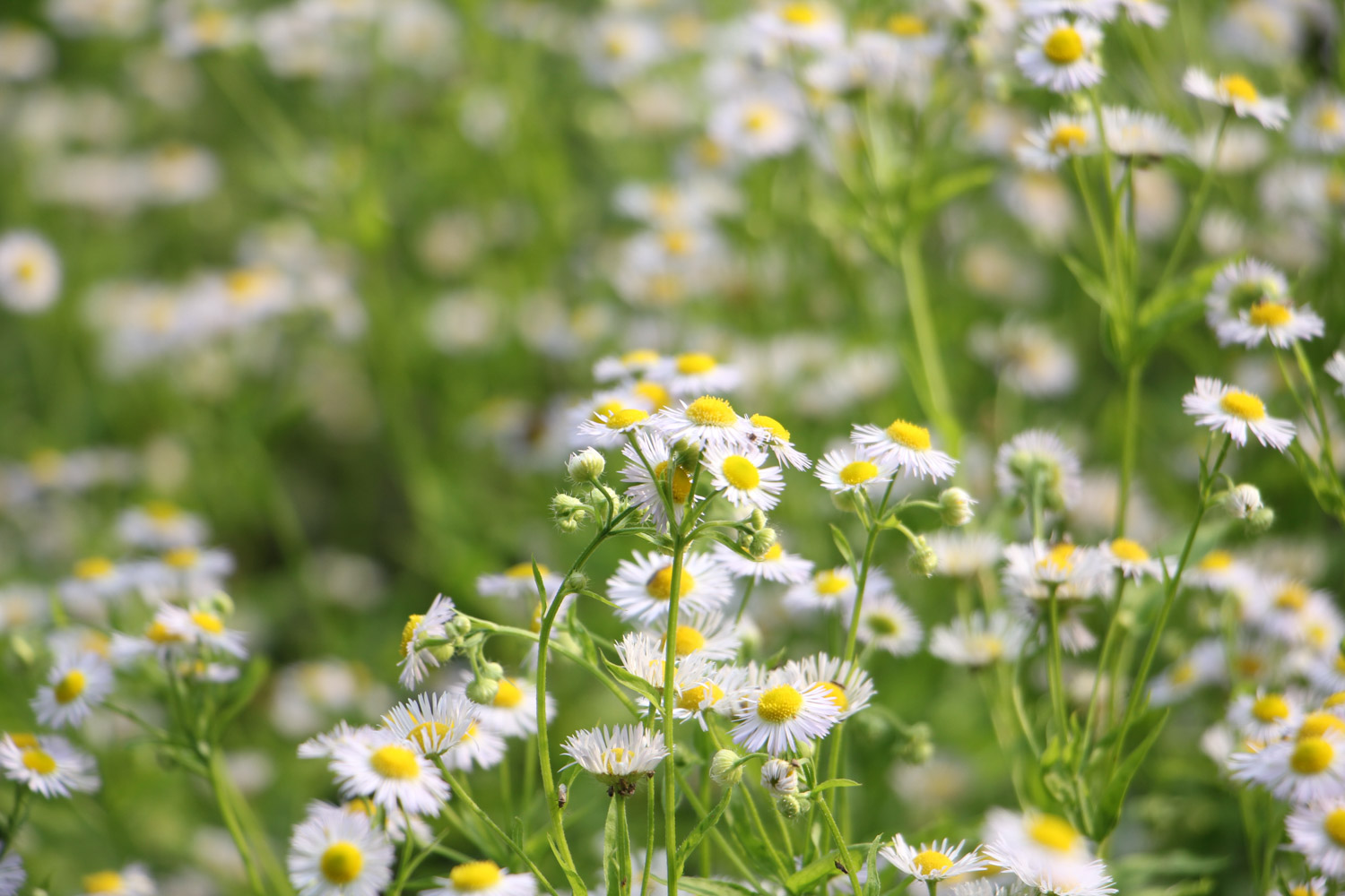 annual fleabane