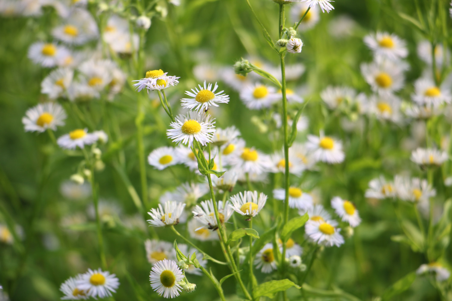 annual fleabane