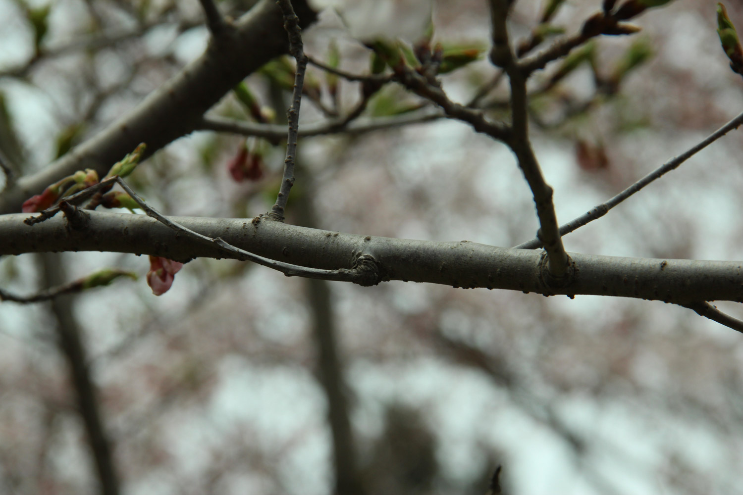 cherry blossoms