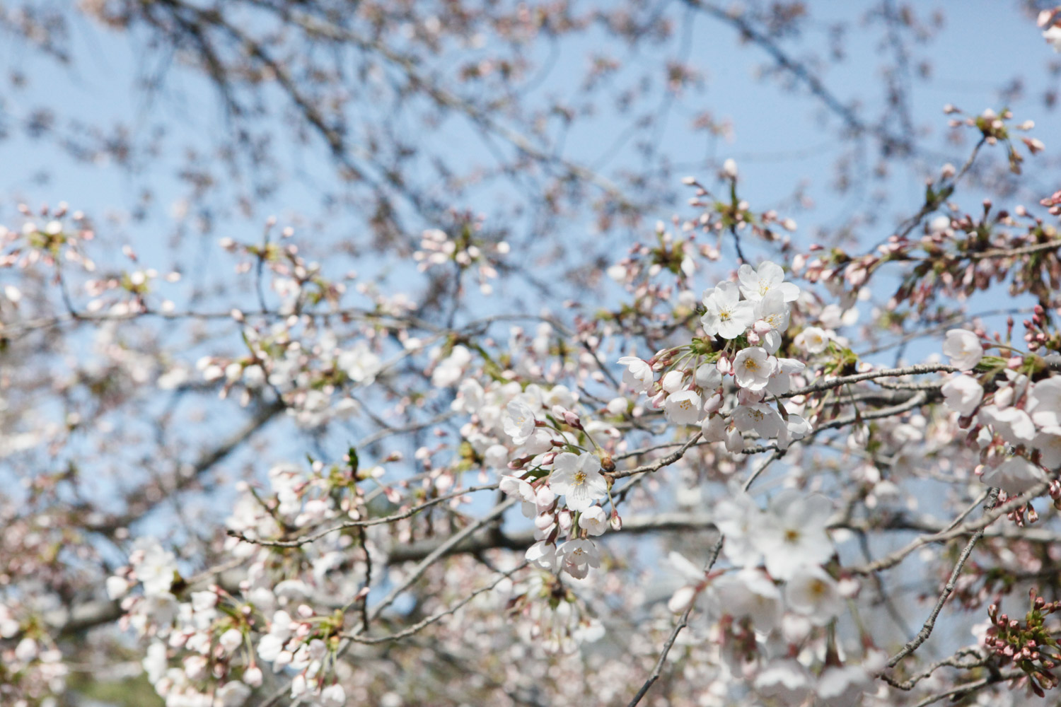 cherry blossoms