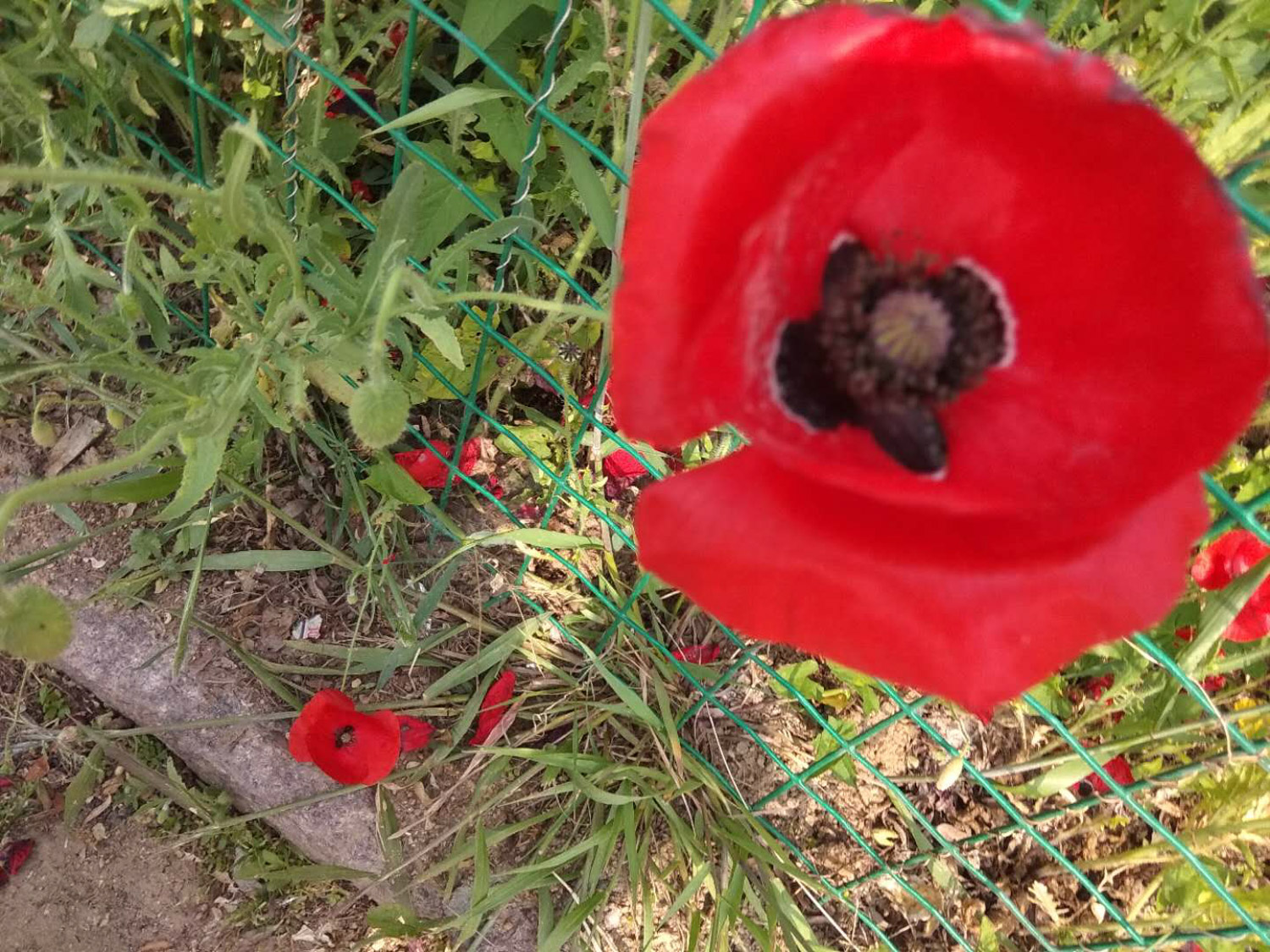 corn poppy