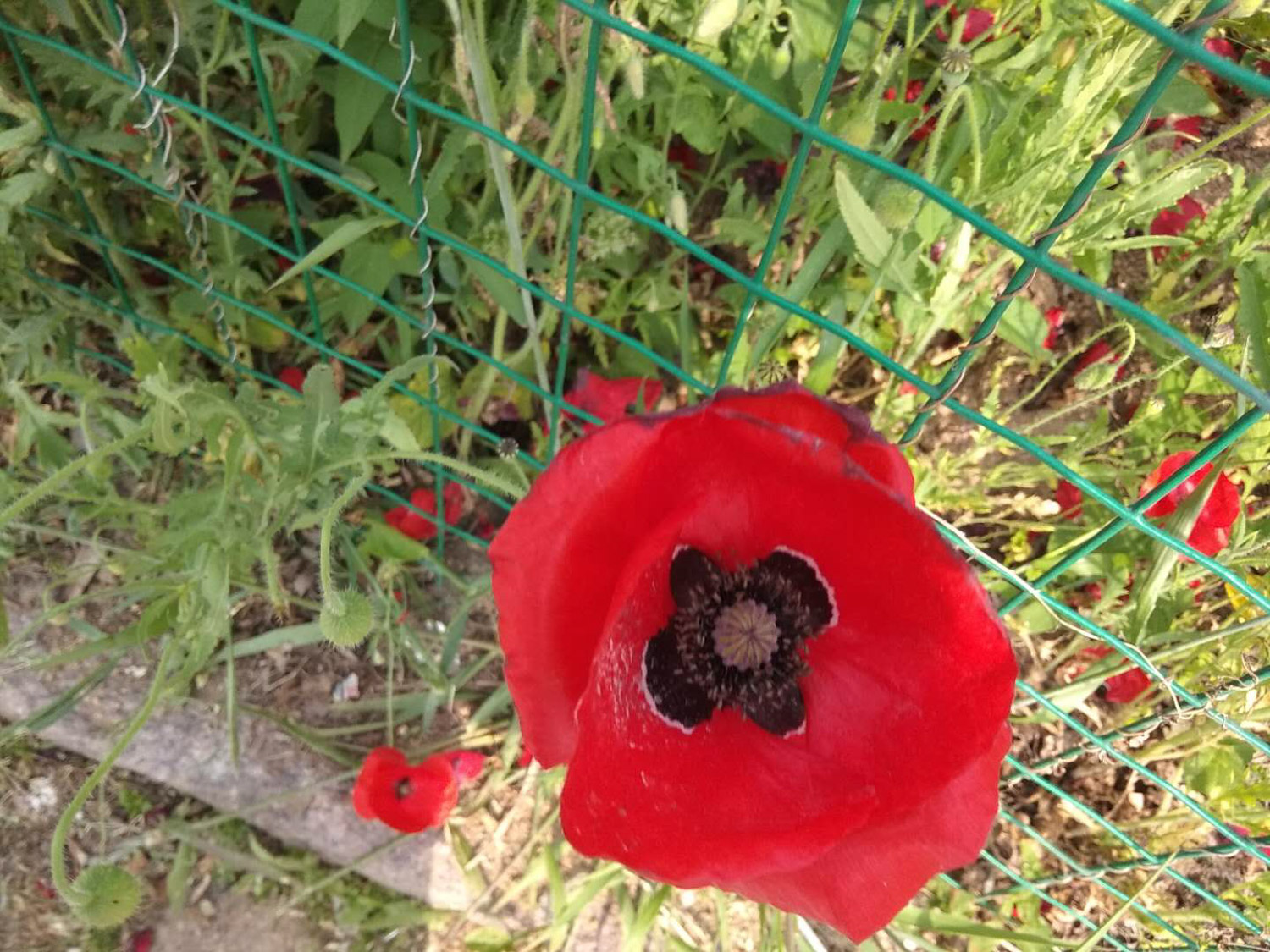 corn poppy