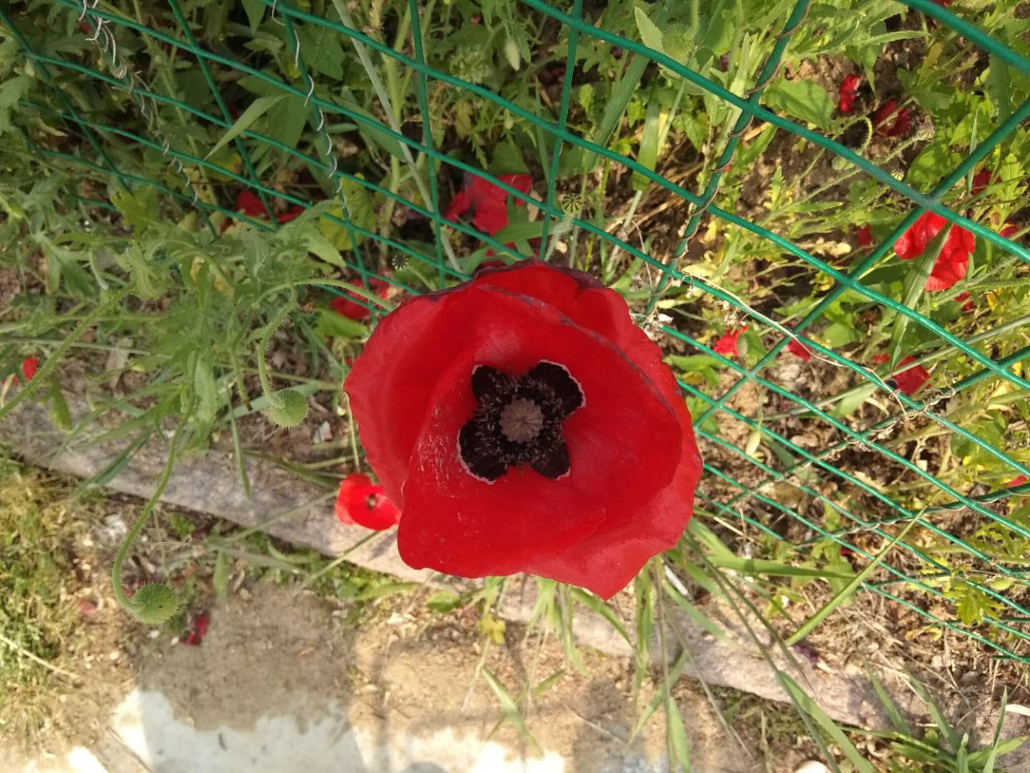 corn poppy