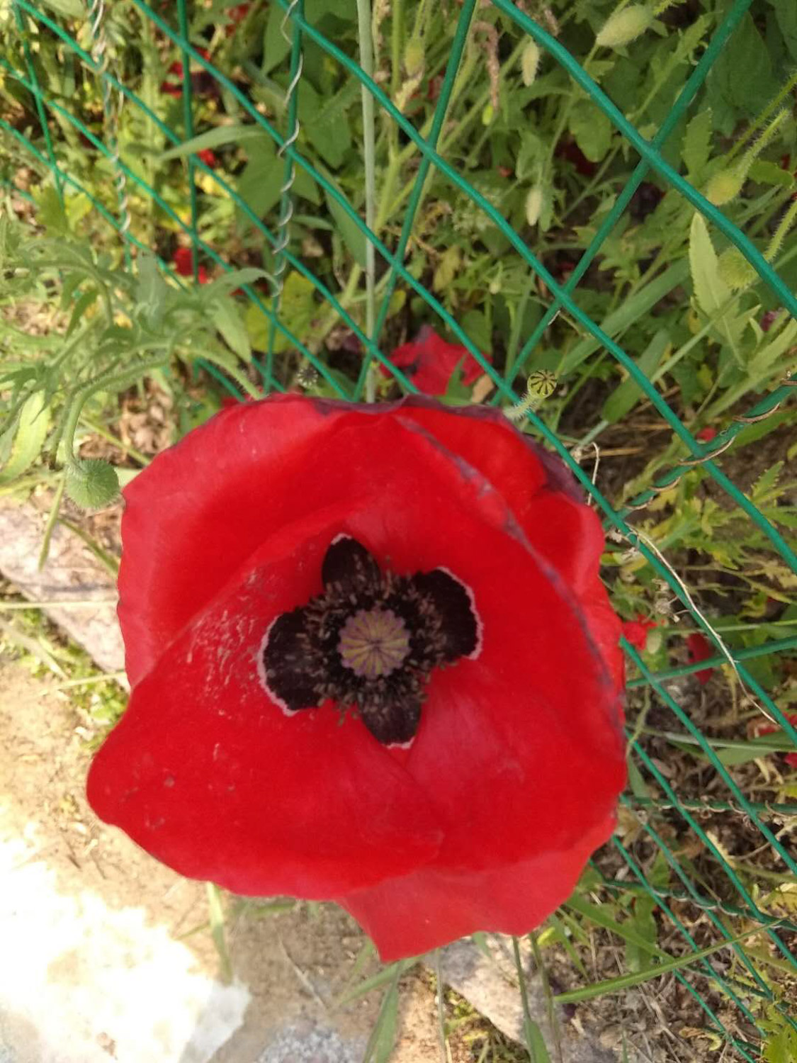 corn poppy