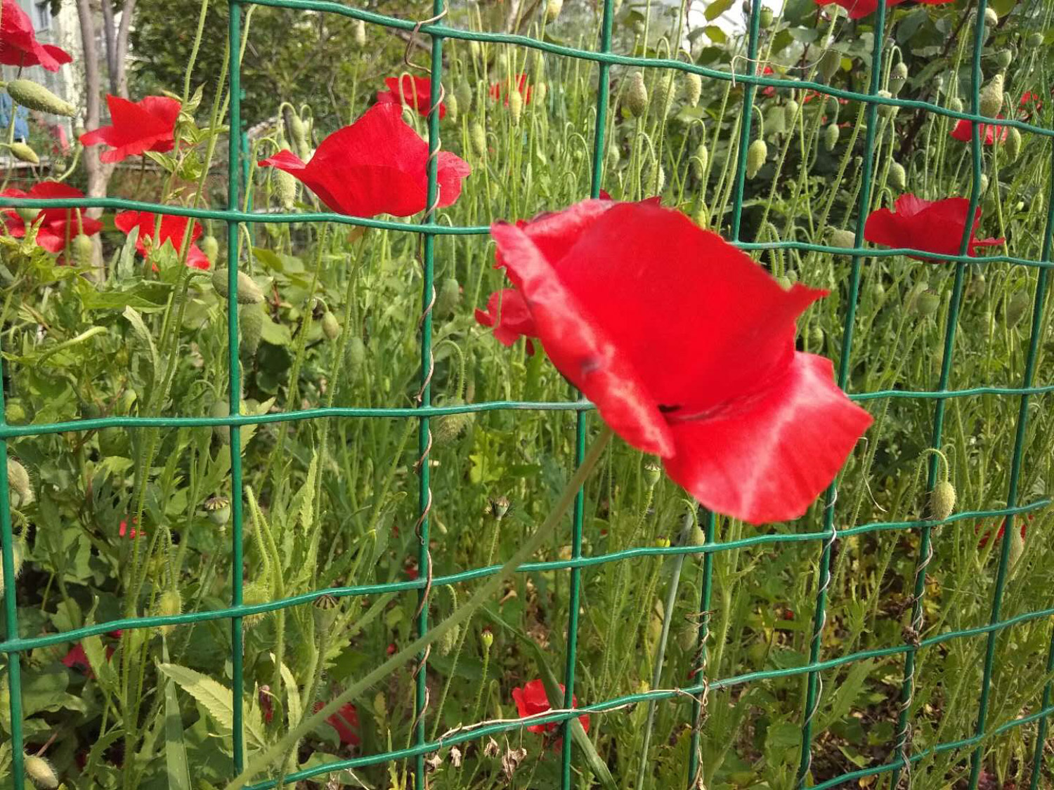 corn poppy