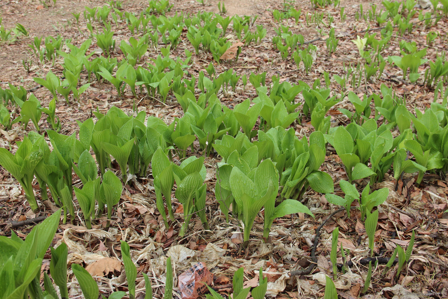 Hosta