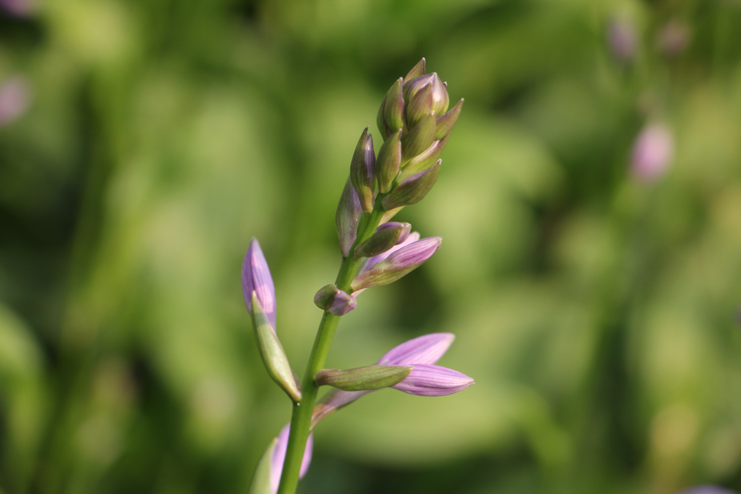 Hosta