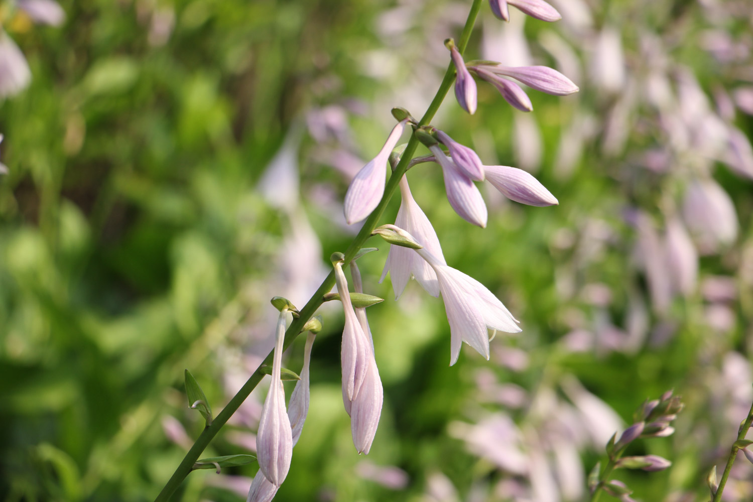 Hosta