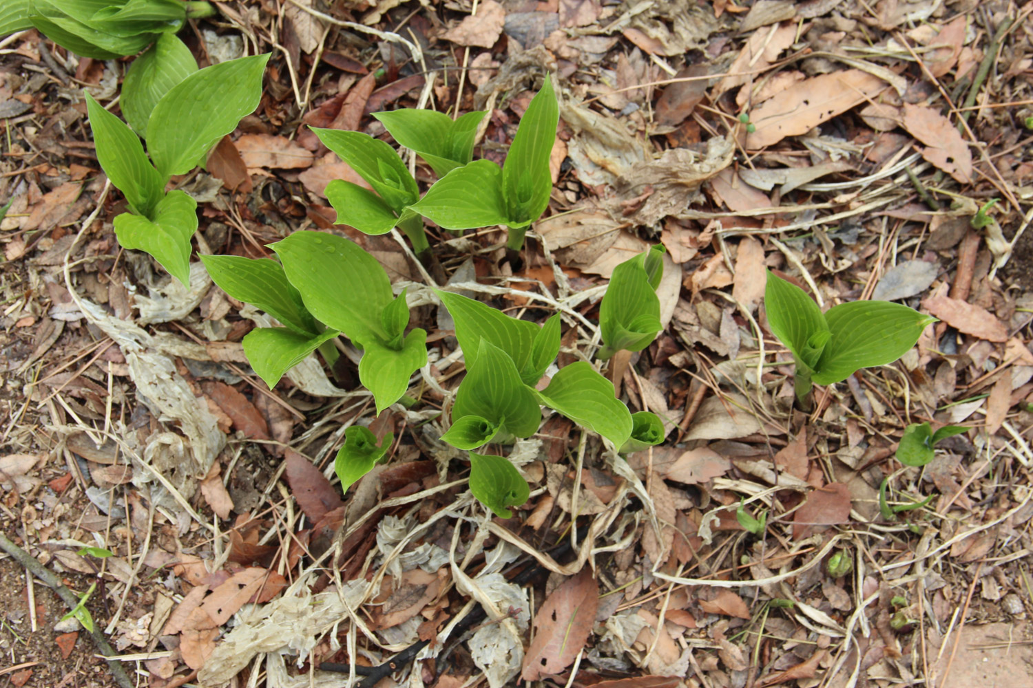 Hosta