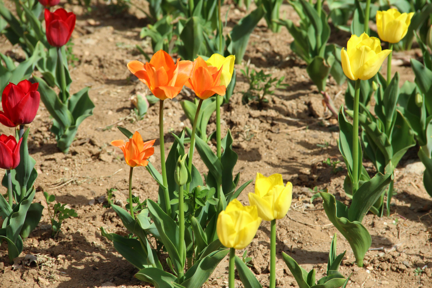 tulips