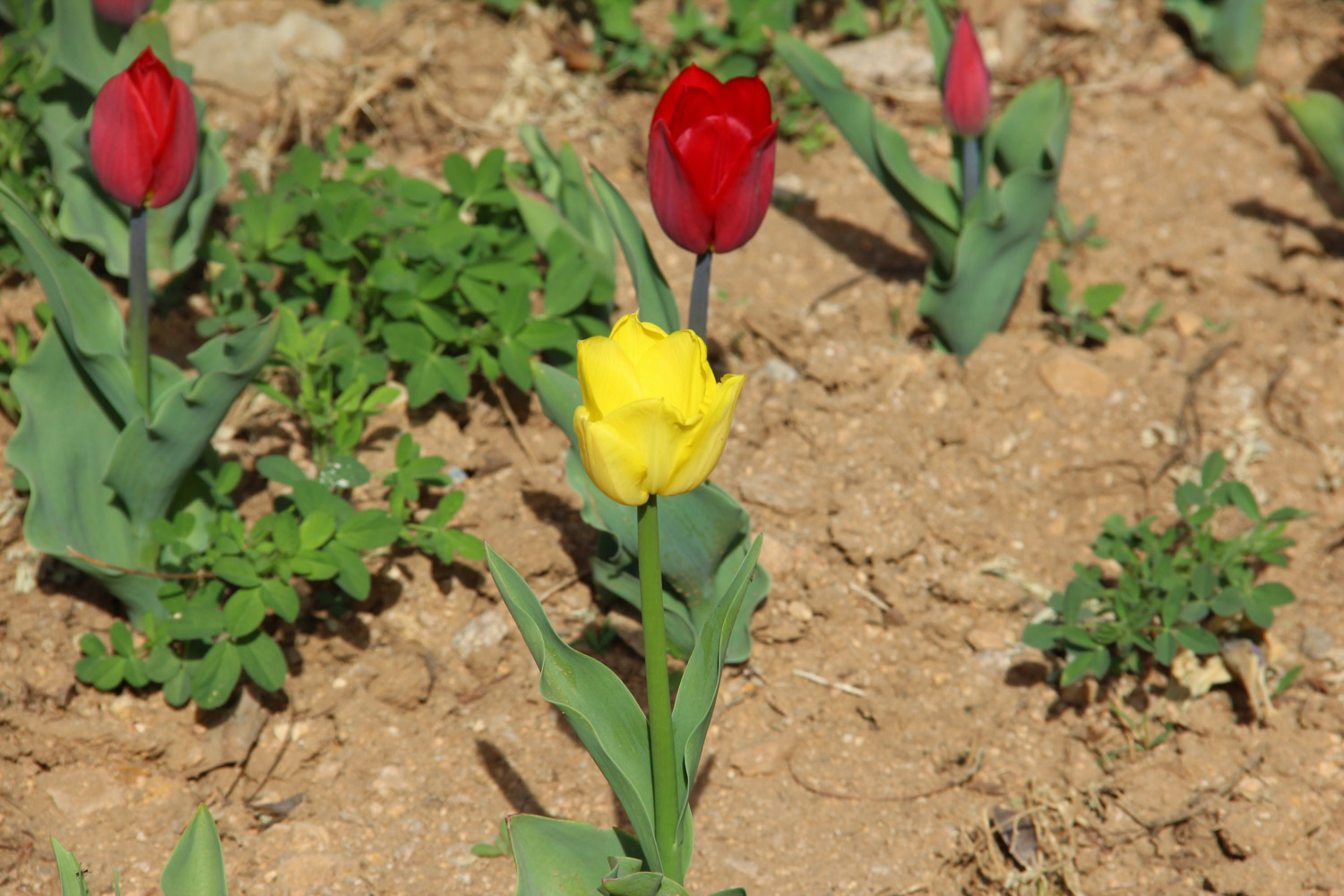 tulips