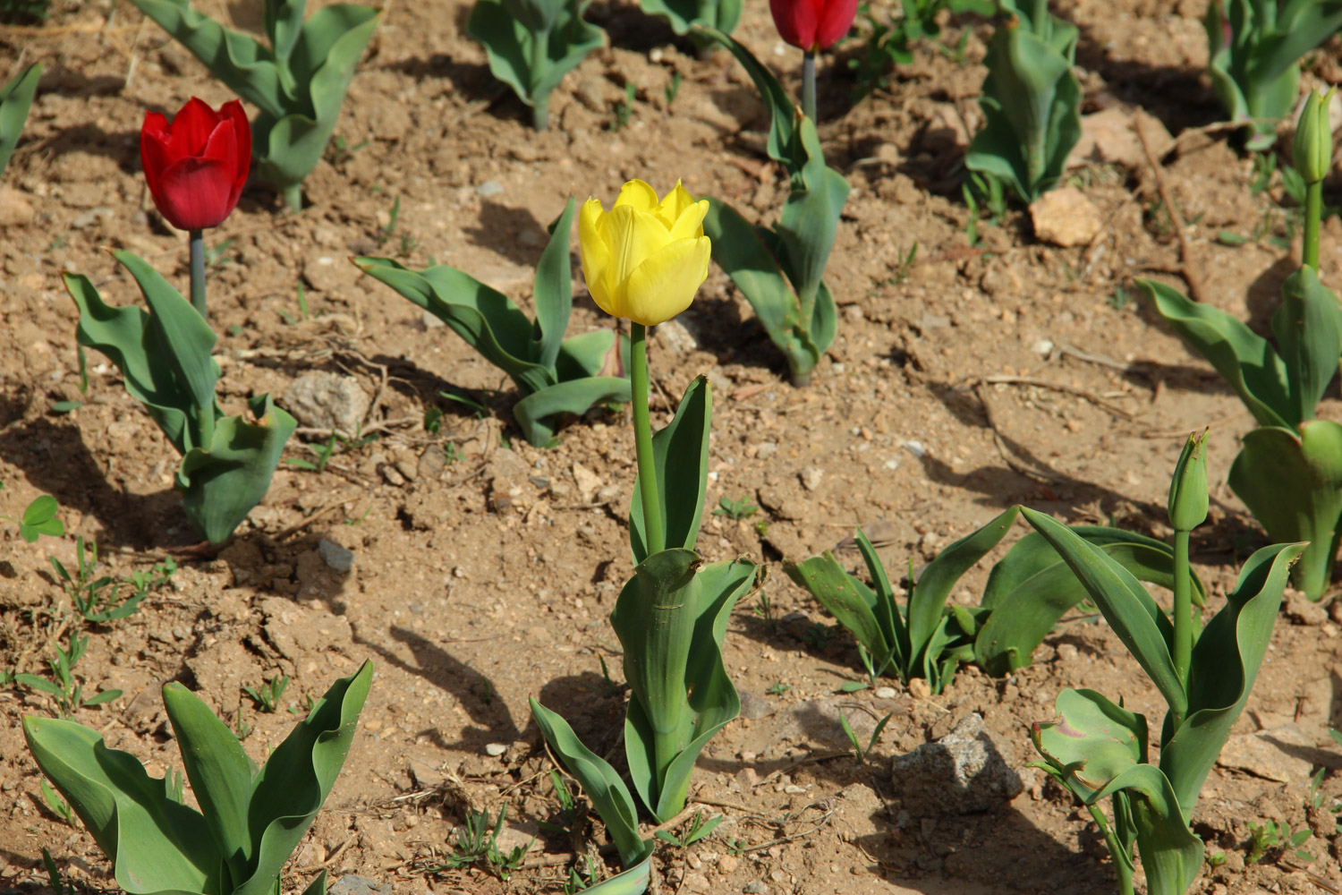 tulips