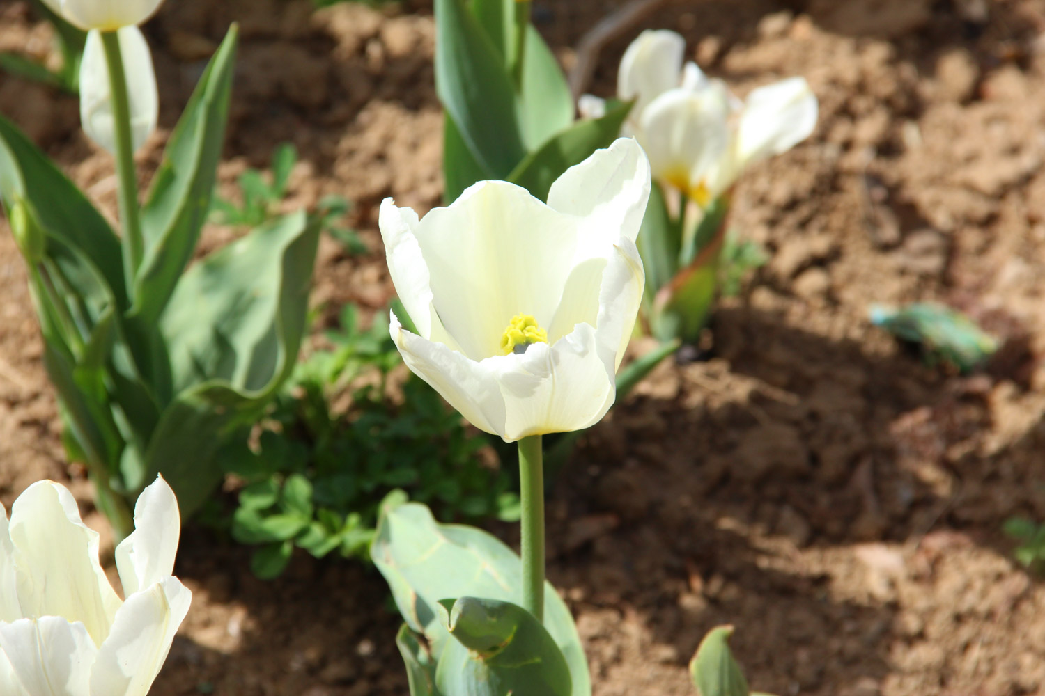 tulips