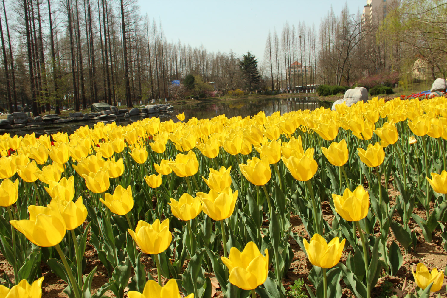 tulips