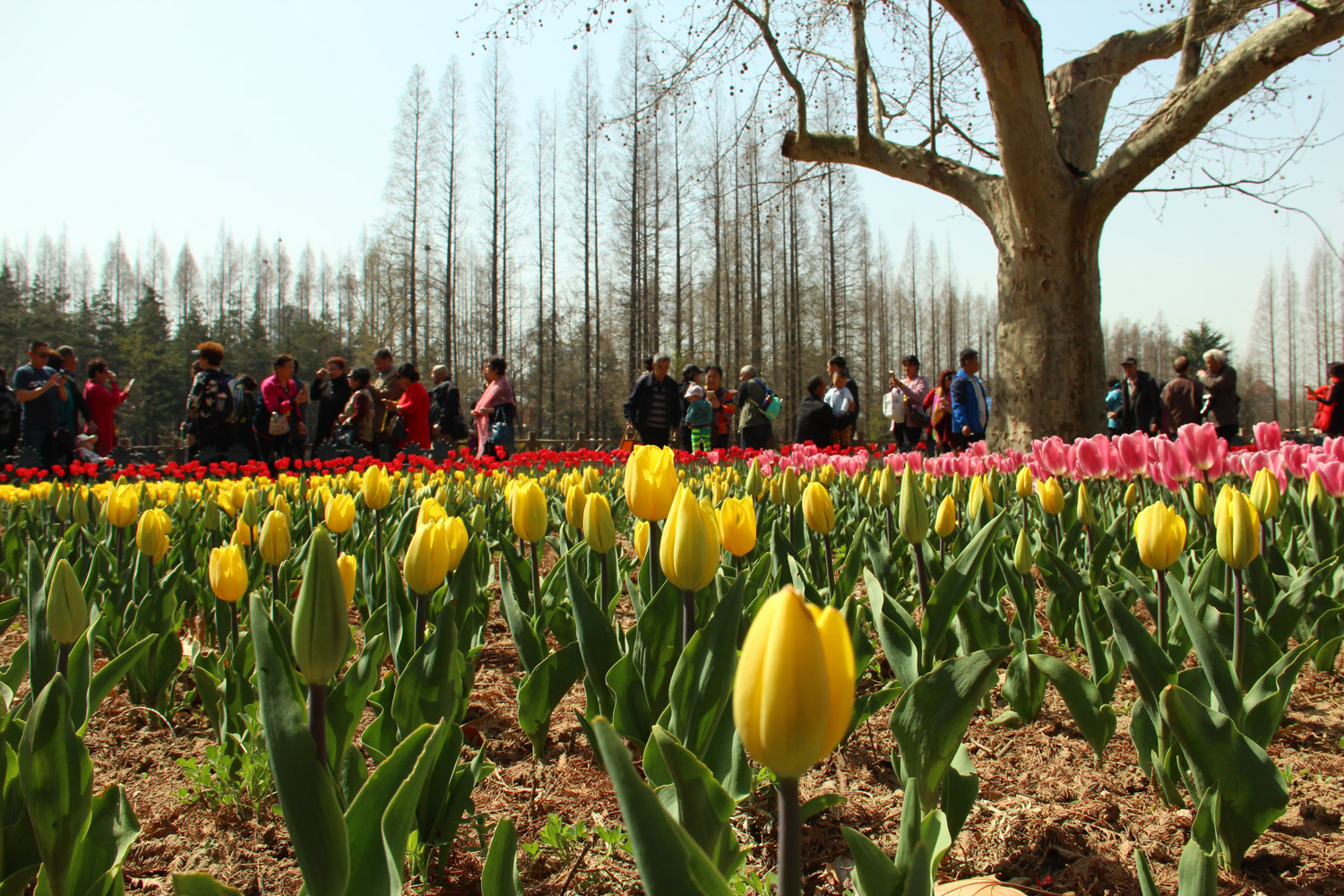 tulips