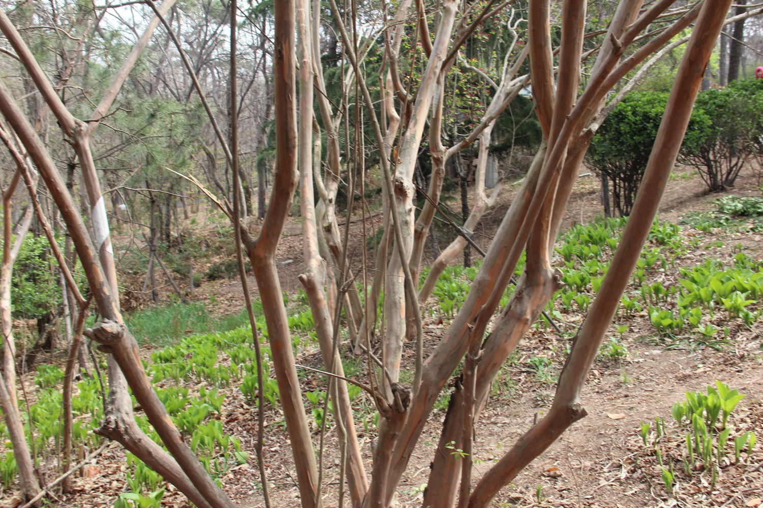 Crape myrtle