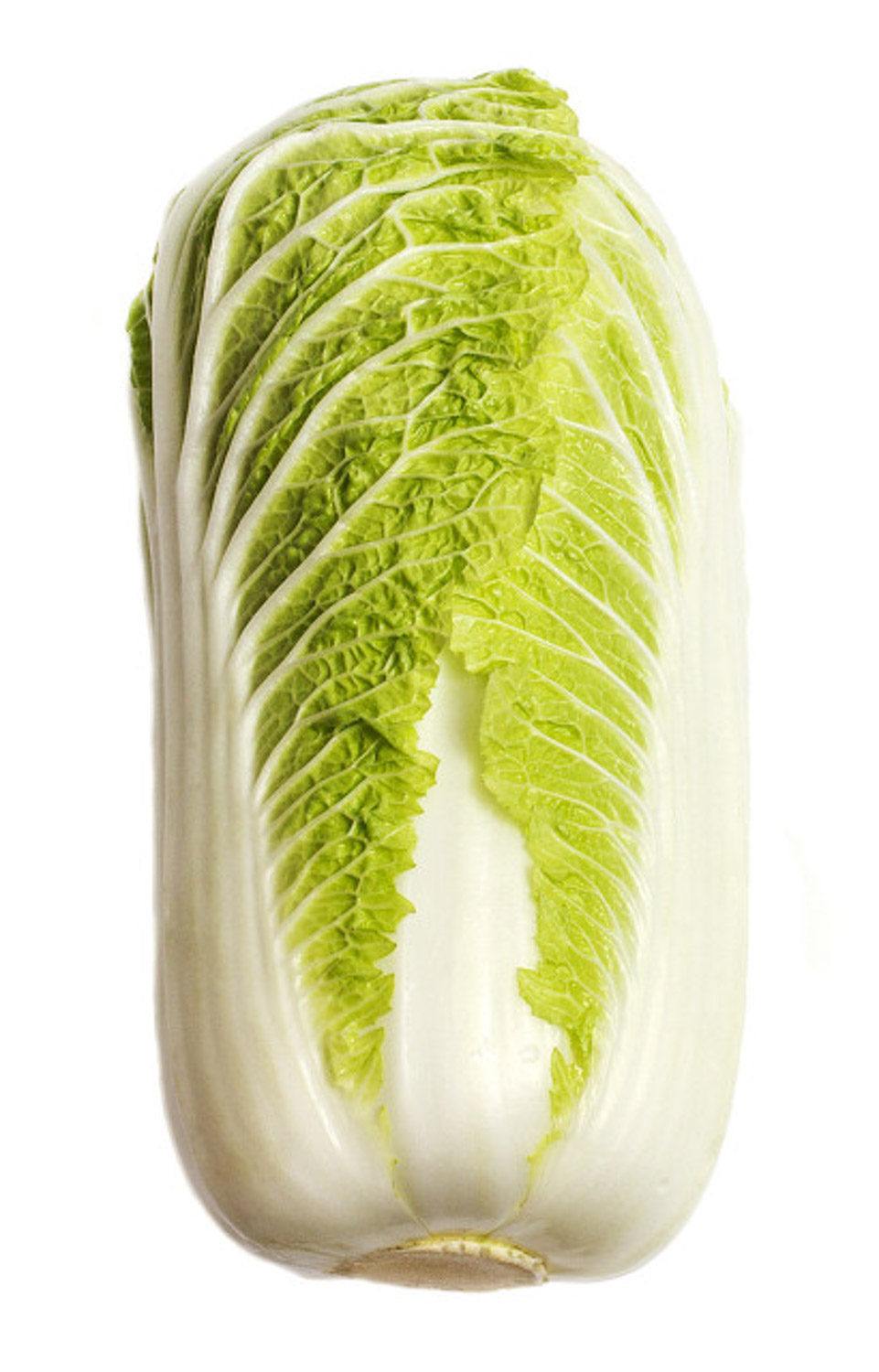 Chinese cabbage