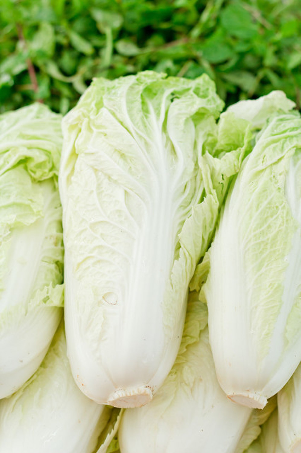 Chinese cabbage