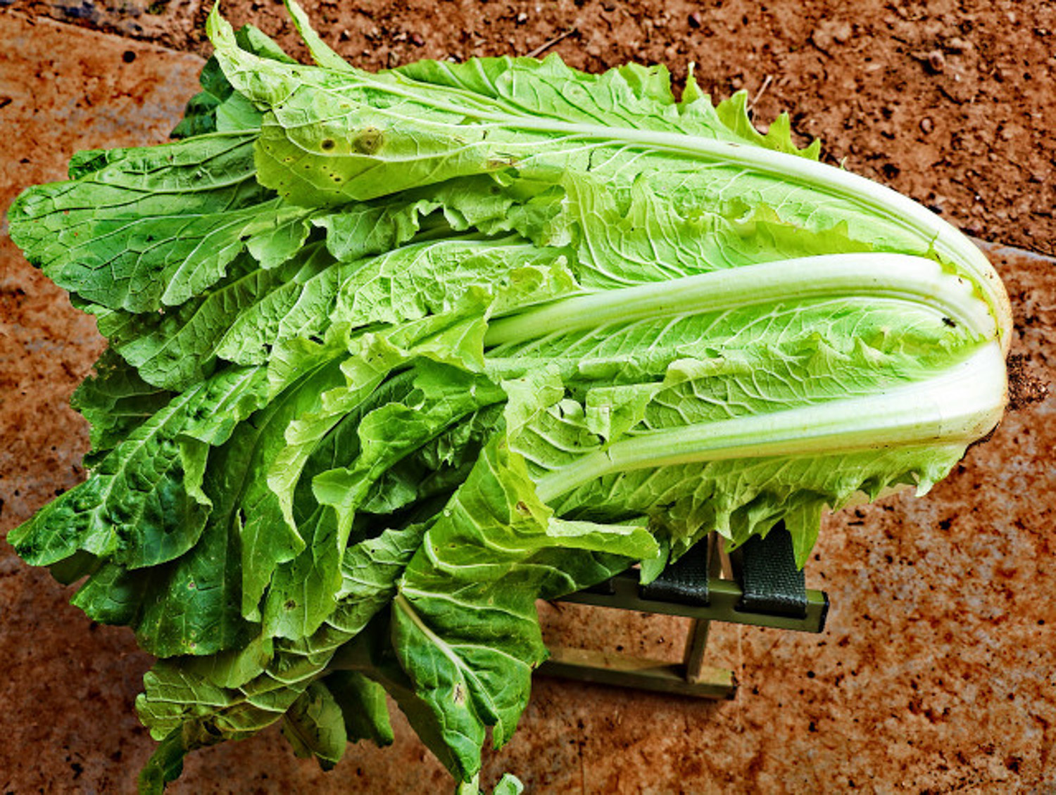 Chinese cabbage