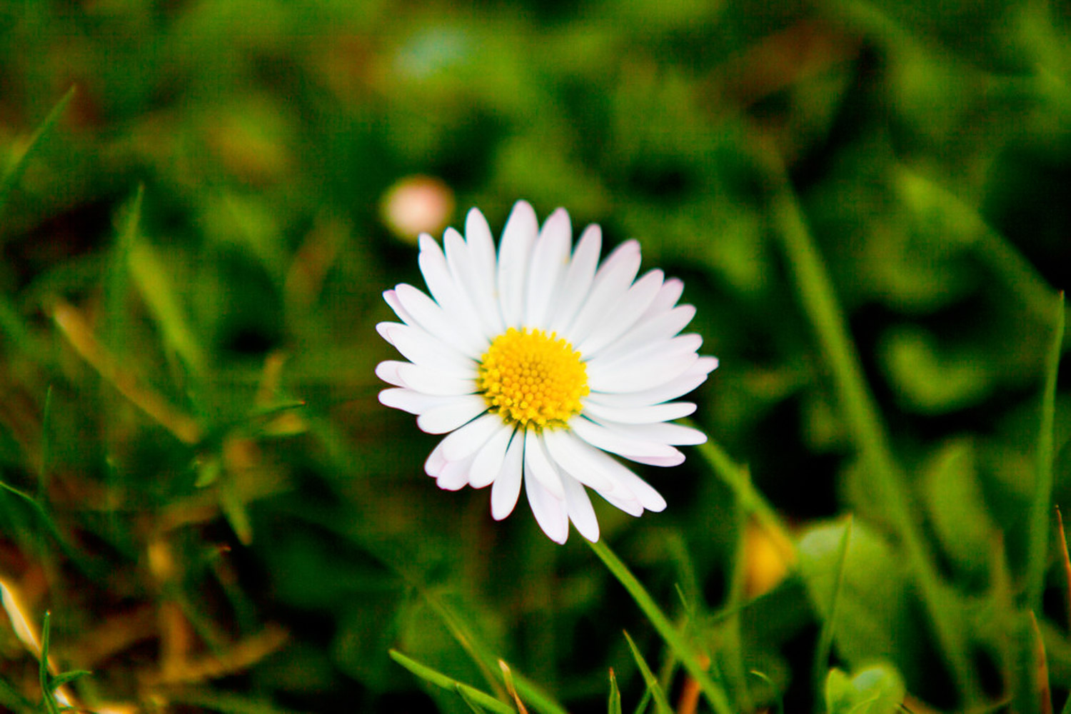 Chrysanthemum