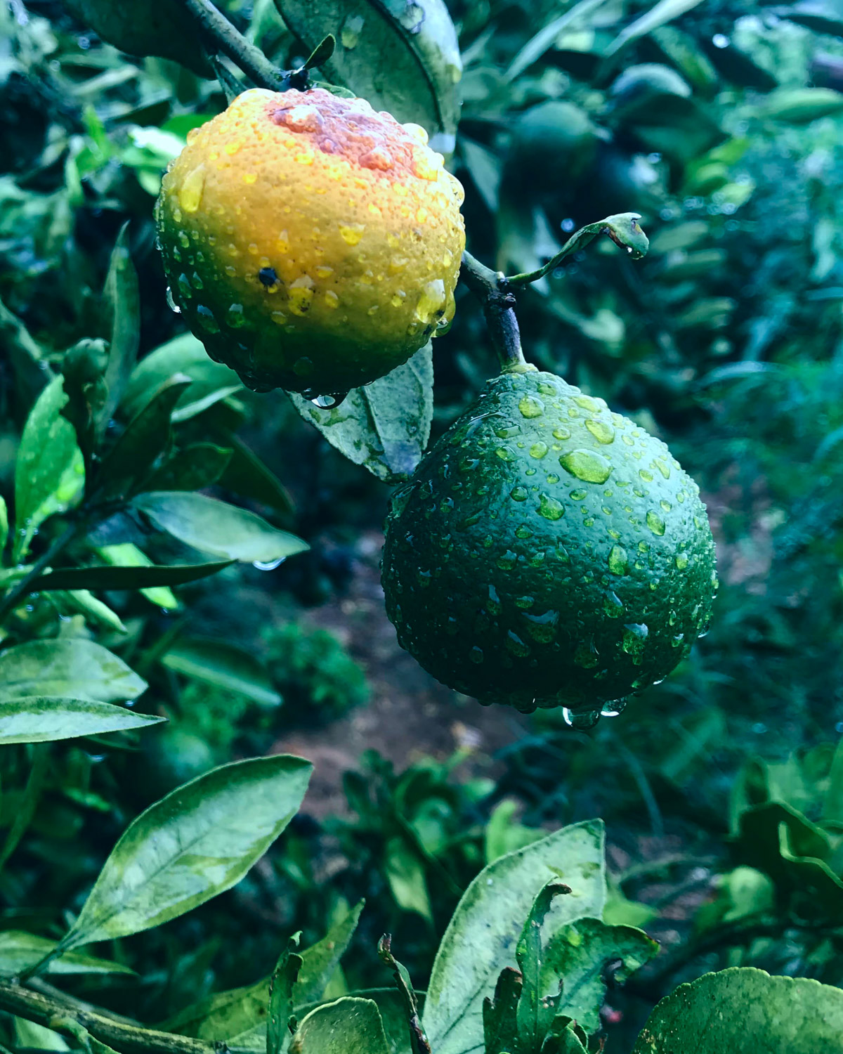 a mandarin orange