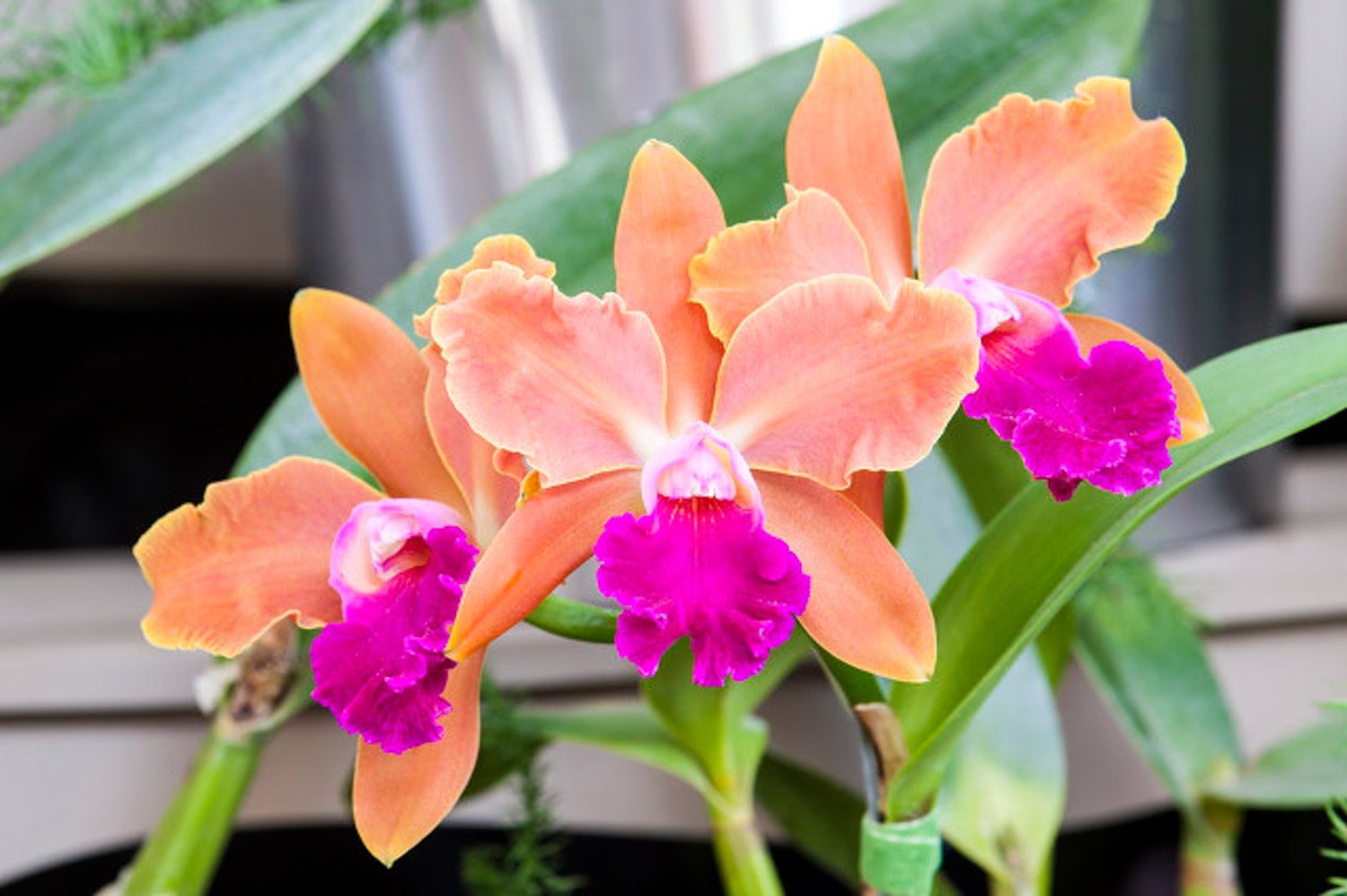 Cattleya