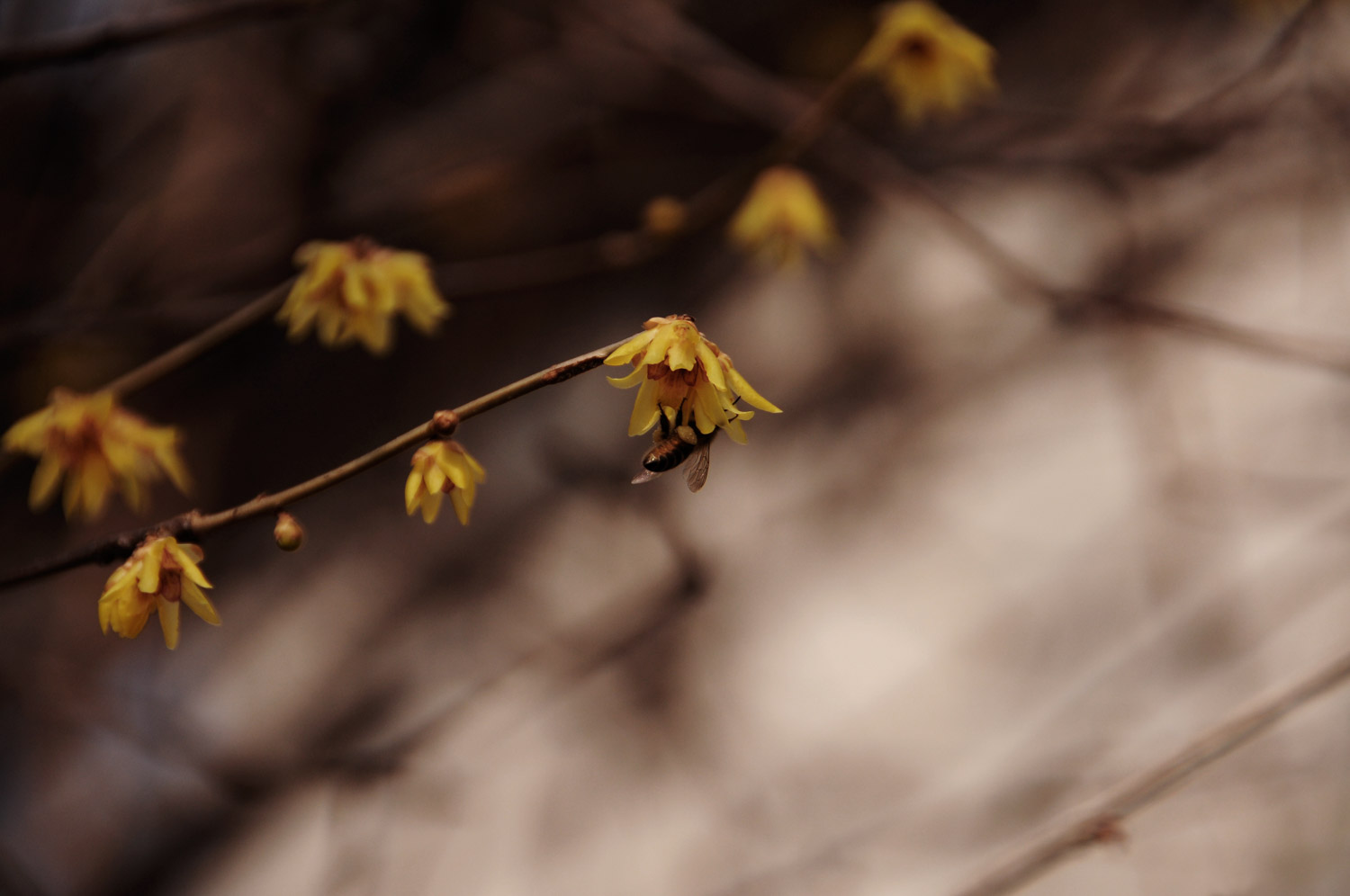 Wintersweet Flower