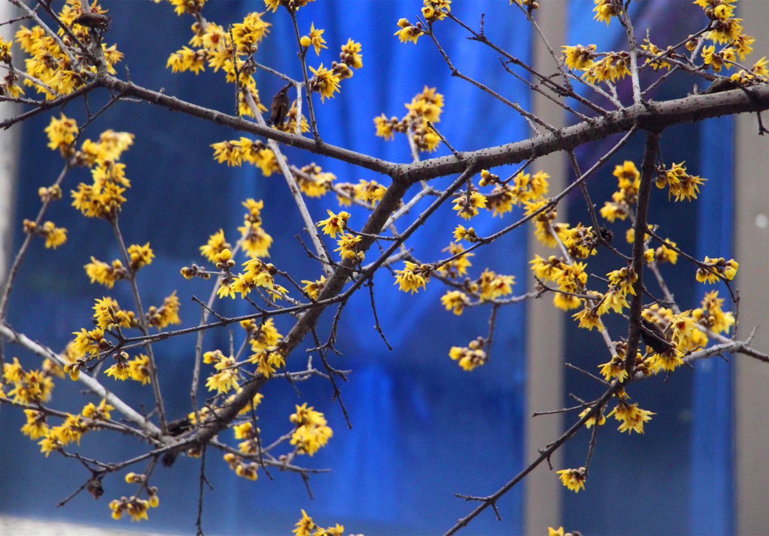 Wintersweet Flower