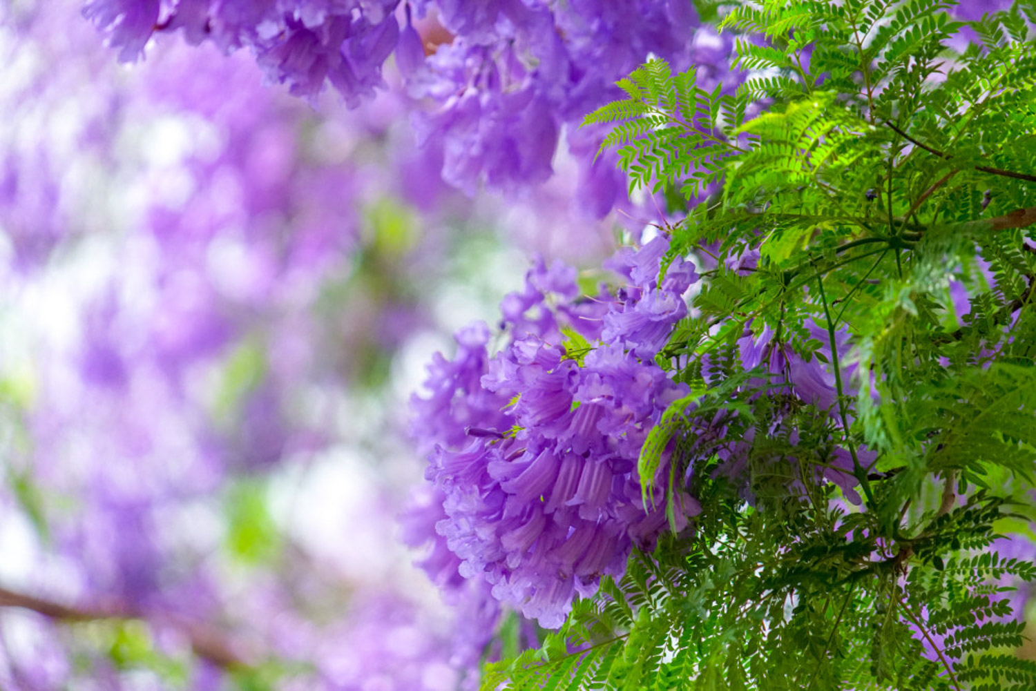 Jacaranda mimosifolia