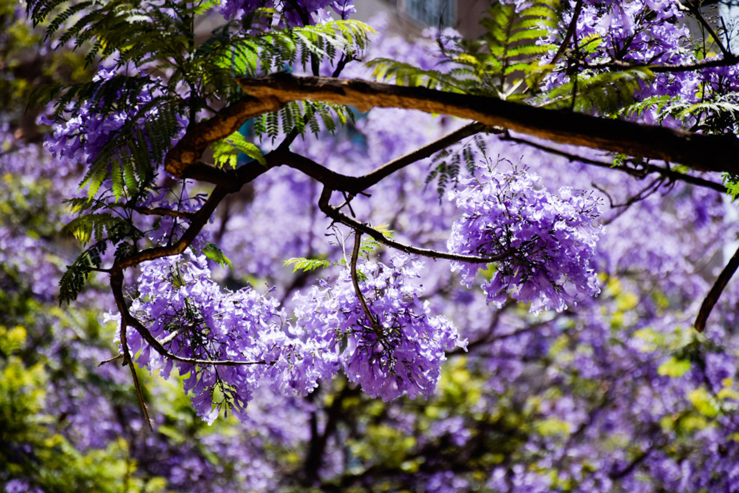 Jacaranda mimosifolia