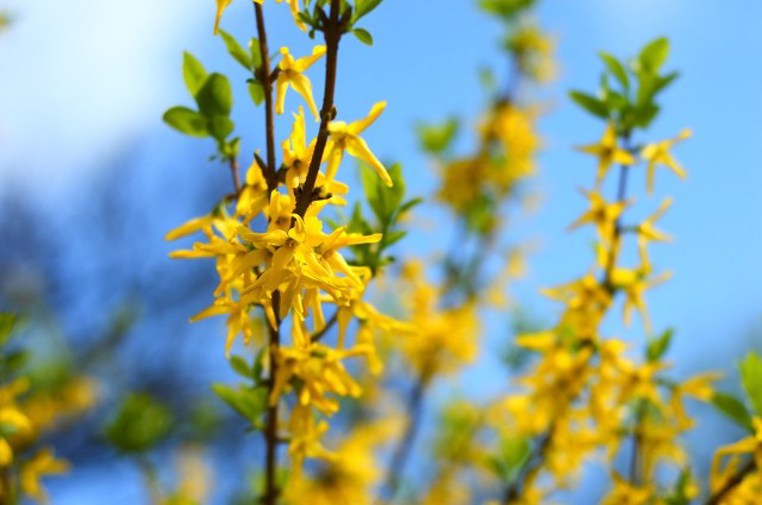 Forsythia suspensa