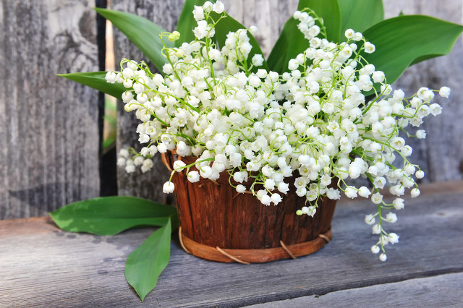 Lily of the valley