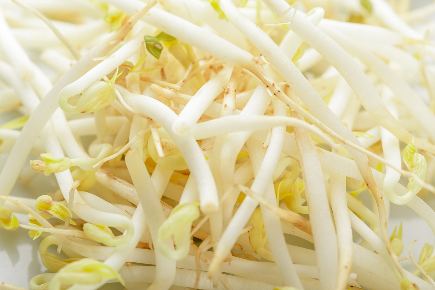 Bean sprouts