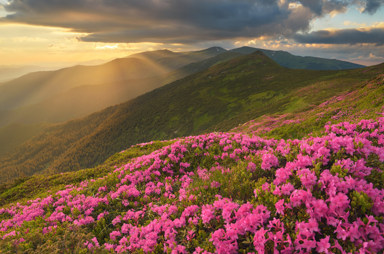 Rhododendron