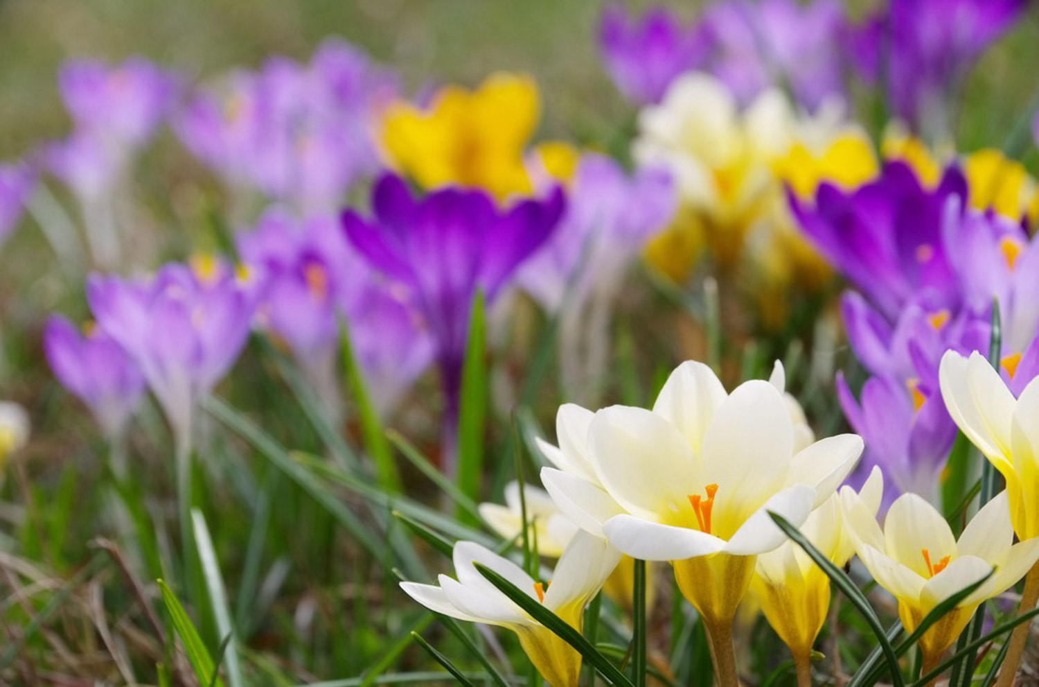 crocus sativus