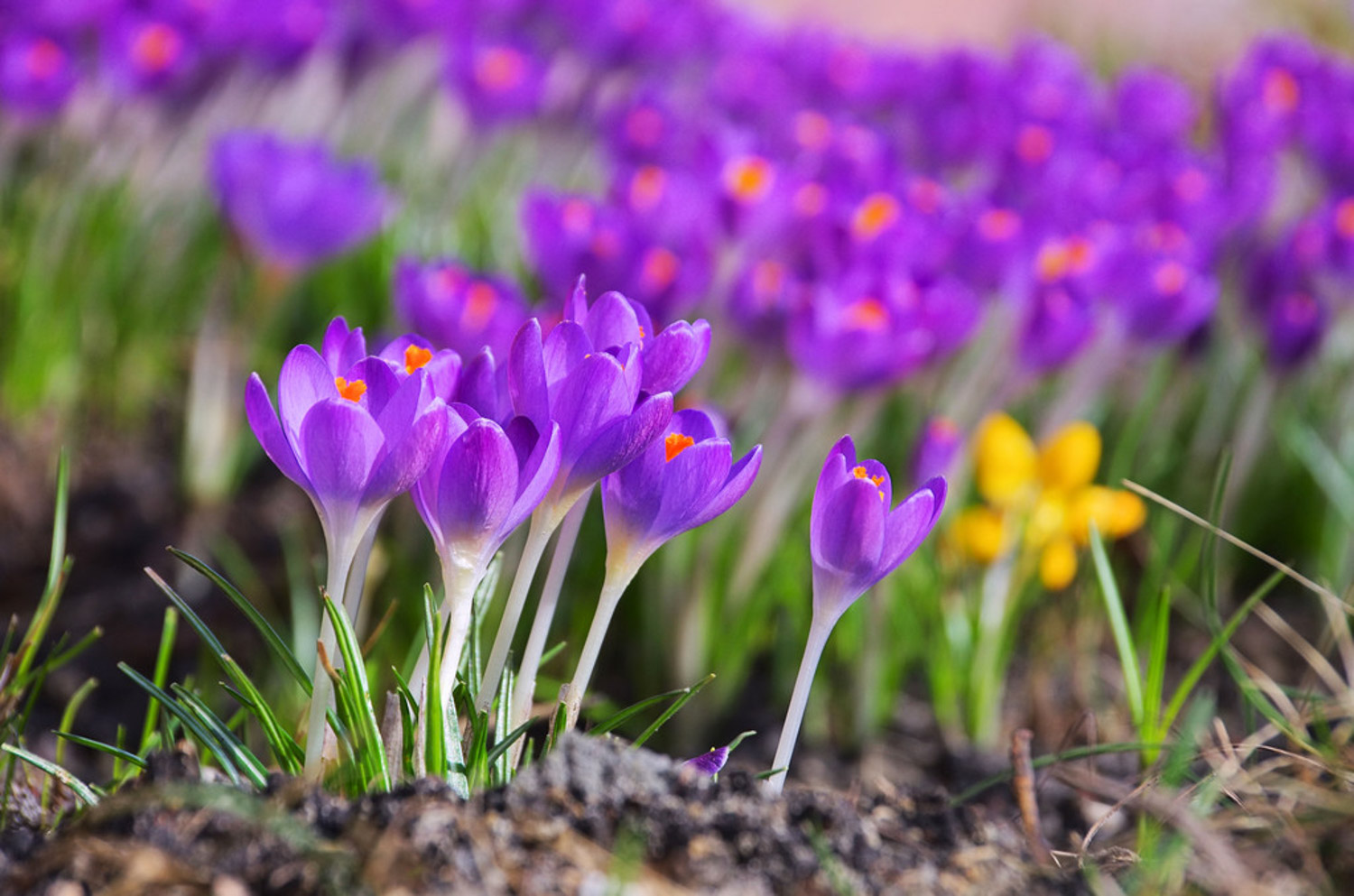 crocus sativus