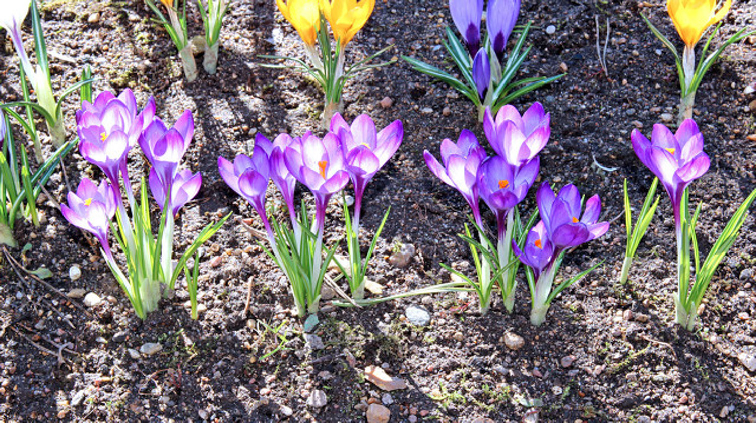 crocus sativus