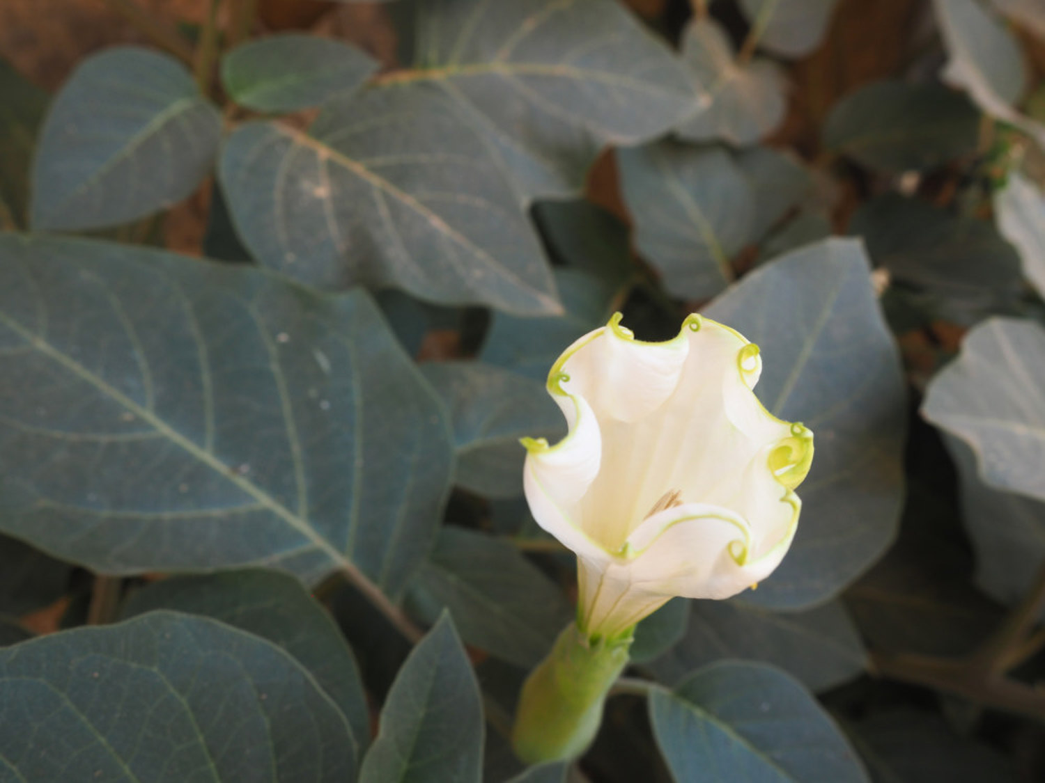 datura