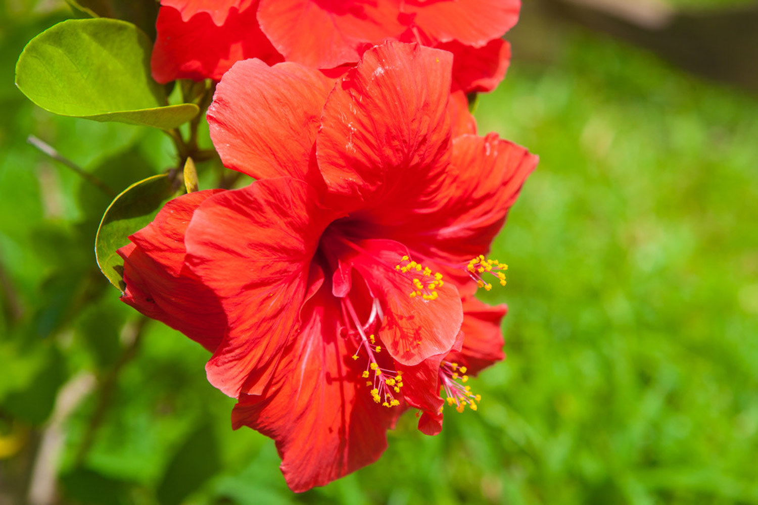 Hibiscus rosa sinensis