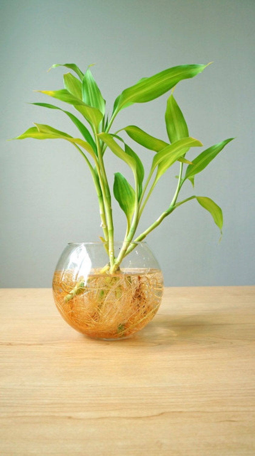 dracaena sanderiana